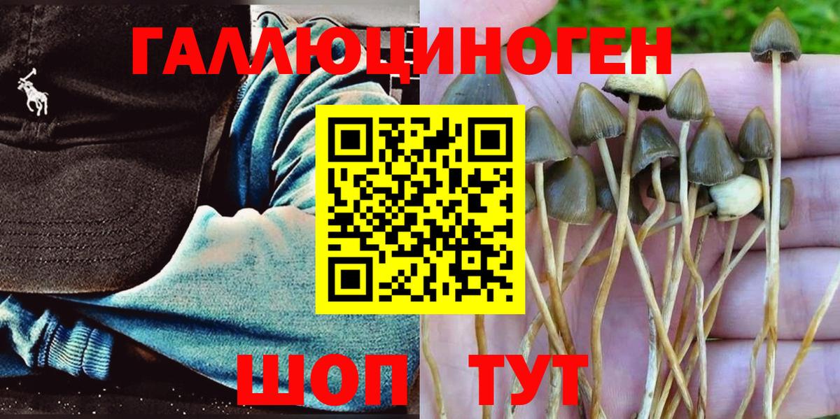 Галлюциногенные грибы Psilocybe Кандалакша